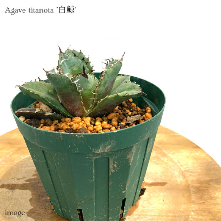 楽天市場】アガベ チタノタ 白鯨 (観葉植物 おしゃれ 室内 インテリア  