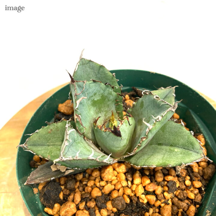 楽天市場】アガベ チタノタ 白鯨 (観葉植物 おしゃれ 室内 インテリア  