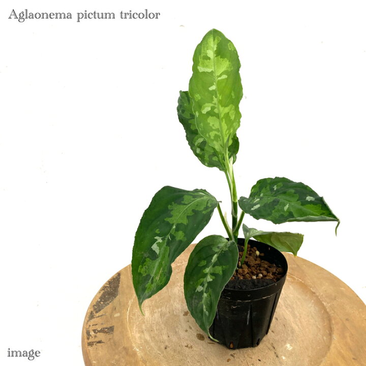 楽天市場】アグラオネマ ピクタム トリカラー (観葉植物 熱帯植物 