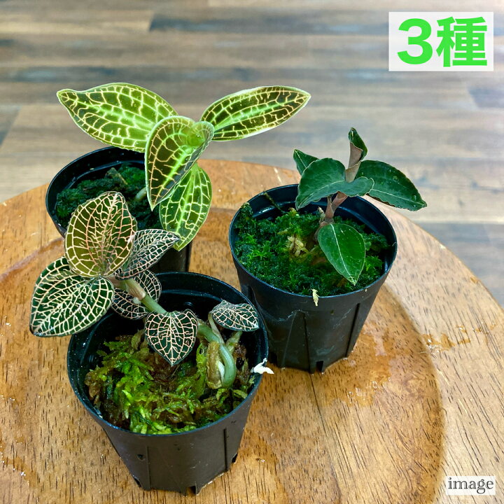 楽天市場】(送料無料) ジュエルオーキッド おまかせ 3種 セット (宝石 