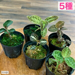 () WGI[Lbh ܂ 5 Zbg (Η ϗtA MѐA roE eE p_E  CeA  ~j ^ }RfX AlNgLX macodes anoe