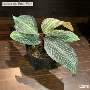 rVA sp sNxC (MѐA roE eE p_E ϗtA  CeA  ^ ~j Ǌ| ݂艺 Labisia pink vein)