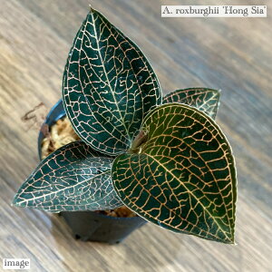 AlNgLX NXo[M[ 'zVA' (WGI[Lbh Η ϗtA MѐA roE eE p_E  CeA  ~j ^ Anoectochilus roxburghii Hong S