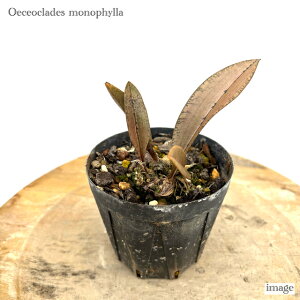 IGZINfX mtB (ϗtA  m CeA  n ~j ^  Ǌ| ݂艺 ֔痖 oeceoclades monophylla)