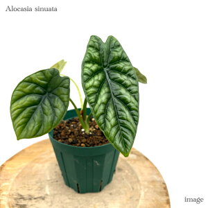 AJVA VkA[^ (ϗtA  CeA ݂艺 Ǌ| ~j ^ ^  VkA^ Alocasia sinuata)