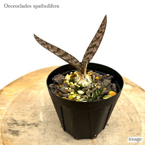 IGZINfX XpctF (ϗtA  m CeA  n ~j ^  Ǌ| ݂艺 ֔痖 oeceoclades spathulifera)