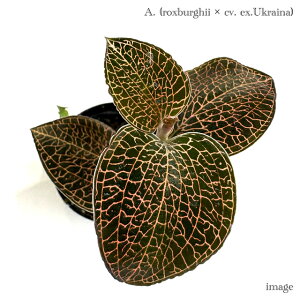 AlNgLX z (NXo[M[ × cv. ex ENCi) (WGI[Lbh Η ϗtA MѐA roE eE p_E  CeA  ~j ^ Anoectoc