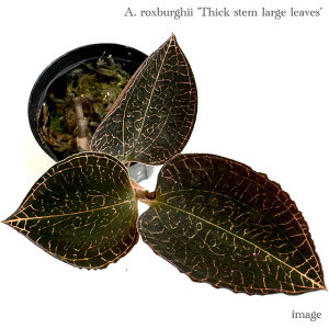 AlNgLX NXo[M[ 'VbNXe [W[uX' 2 (WGI[Lbh Η MѐA roE eE p_E ϗtA  CeA  ^ ~