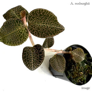 AlNgLX NXo[M[ (WGI[Lbh Η MѐA roE eE p_E ϗtA  CeA  ^ ~j Ǌ| ݂艺 Anoectochilus roxburghi