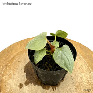 AXE NAX (ϗtA  CeA ݂艺 Ǌ| ~j ^ ^  Anthurium luxurians)