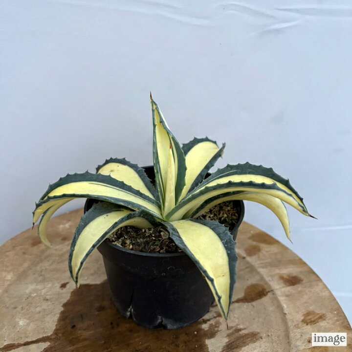 楽天市場】アガベ 那智の輝き (観葉植物 おしゃれ 室内 インテリア 