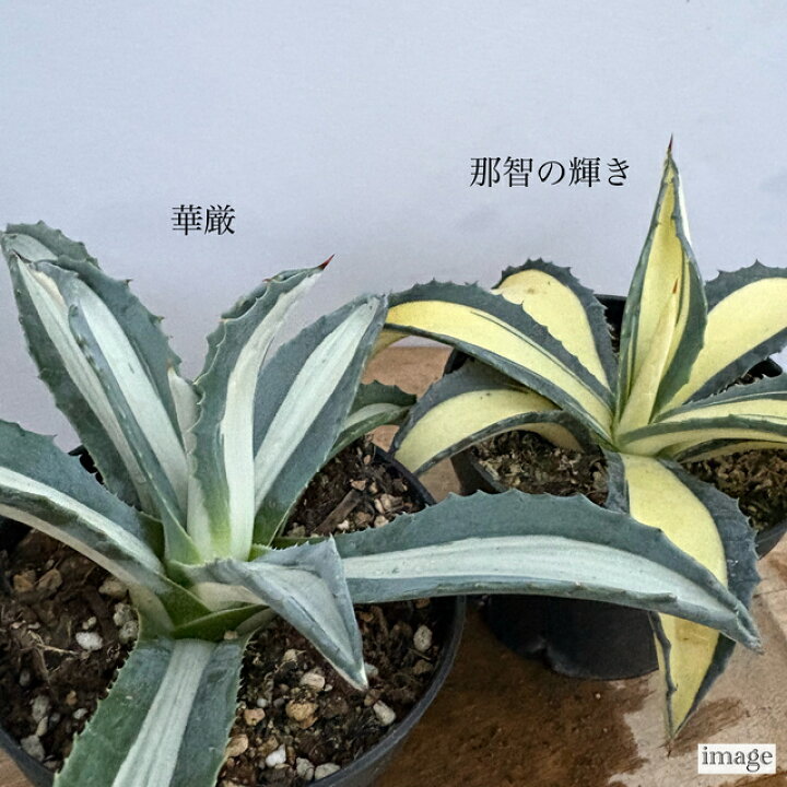 楽天市場】アガベ 那智の輝き (観葉植物 おしゃれ 室内 インテリア 