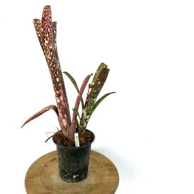 (現品) ビルベルギア 'キャンベイスノー' (No.62334) (観葉植物 おしゃれ 壁掛け インテリア ミニ 小型 大型 吊り下げ 室内 タンクブロメリア Billbergia 'Canvey Snow')