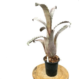 (現品) ホヘンベルギア sp.ブラジル (No.62061) (観葉植物 おしゃれ 壁掛け インテリア ミニ 小型 大型 吊り下げ 室内 タンクブロメリア Hohenbergia sp. Brazil)