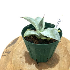 (現品) アガベ ピグマエア 'ドラゴントゥース' (No.61961) (観葉植物 おしゃれ 室内 インテリア 壁掛け ミニ 小型 大型 多肉植物 Agave pygmaea 'Dragon Toes')
