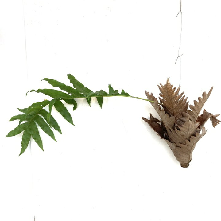 楽天市場】(現品) ドリナリア クエルシフォリア (No.62281) (観葉植物 