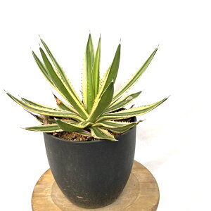 (i) AKx ܐF (No.61728) (ϗtA   CeA Ǌ| ~j ^ ^ A Agave lophantha f. variegated)
