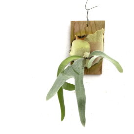 (現品) コウモリラン ウィリンキー 'ポールベスパ' (No.41020) (ビカクシダ プラティセリウム 観葉植物 おしゃれ インテリア 吊り下げ 壁掛け ミニ 小型 大型 室内 Platycerium willinckii 'Paul Vespa')
