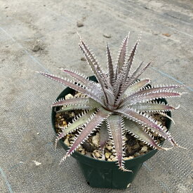 (現品) ディッキア (Banana Squid × wasabi) (No.62425) (観葉植物 おしゃれ 壁掛け インテリア ミニ 小型 吊り下げ 室内 ブロメリア Dyckia 交配種 hybrid)