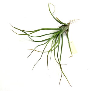 (i) `WA 'V[^C' (No.22091) (GA[vc eBWA ϗtA  Ǌ| CeA ~j ^ ݂艺  u{[T XgvgtB hybrid 'Showtime' bulbosa stre