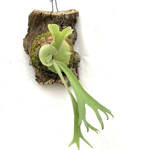 (i) rJNV_ EBL[ 'V[_' (pup) (No.41123) (RE ϗtA  CeA ݂艺 Ǌ| ~j ^ ^  Platycerium willinckii 'Xuda')