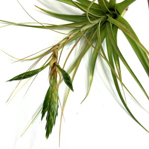 (i) `WA [hSbZ[j (No.22155) (GA[vc eBWA ϗtA  Ǌ| CeA ~j ^ ^ ݂艺  roland-gosselinii)