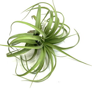 (i) `WA (uLJEX × XgvgtB) (No.22303) (GA[vc eBWA ϗtA  Ǌ| CeA ~j ^ ݂艺  z hybrid brachycaulos × strepto