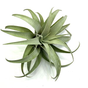 (i) `WA Js^[^ 'Vo[[Y' (No.22305) (GA[vc eBWA ϗtA  Ǌ| CeA ~j ^ ^ ݂艺  capitata 'Silver Rose')