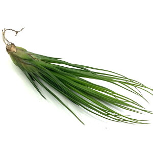 (i) `WA (tLAi × u{[T) (No.22307) (GA[vc eBWA ϗtA  Ǌ| CeA ~j ^ ݂艺  hybrid z funckiana × bulbosa)