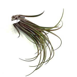 (i) `WA 'eBY AEgo[Xg' (No.22310) (GA[vc eBWA ϗtA  Ǌ| CeA ~j ^ ݂艺 Js^[^ h~QVX × CIi^ t