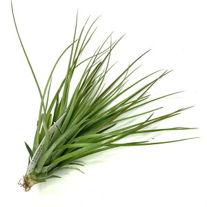 (i) `WA (tLAi × uLJEX) (No.22313) (GA[vc eBWA ϗtA  Ǌ| CeA ~j ^ ݂艺  hybrid z funckiana × brachycaulos)