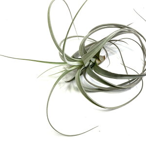 (i) `WA cBAi O[ttH[ (No.22317) (GA[vc eBWA ϗtA  Ǌ| CeA ~j ^ ݂艺  lorentziana long leaf form)