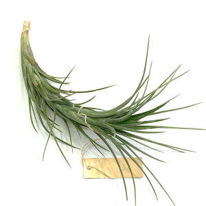 (i) `WA AEWFC 'uY' (No.21672) (GA[vc eBWA ϗtA  Ǌ| CeA ~j ^ ݂艺  araujei 'Bronze')