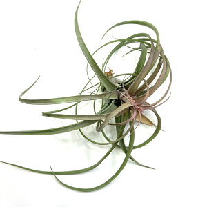 (i) `WA GNZ^ × XgvgtB (No.22327) (GA[vc eBWA ϗtA  Ǌ| CeA ~j ^ ^ ݂艺  hybrid z exserta × streptophylla