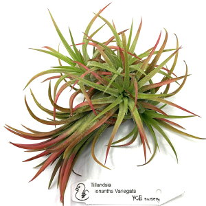 (i) `WA CIi^ oGK[^ (No.22222) (GA[vc eBWA ϗtA  Ǌ| CeA ~j ^ ݂艺  ionantha variegata variegated )