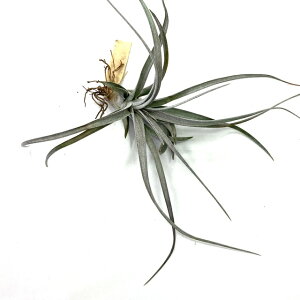 (i) `WA '_K[' (No.22002) (GA[vc eBWA ϗtA  Ǌ| CeA ~j ^ ^ ݂艺  `AyVX × gR[ 'Dagger' hybrid chiapensis × tr