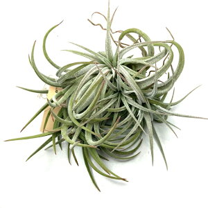 (i) `WA CIi^ }LV} NXebh (No.21959) (GA[vc eBWA ϗtA  Ǌ| CeA ~j ^ ^ ݂艺  ionantha var. maxima crested)