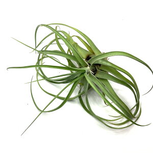 (i) `WA z(orVA[i × XgvgtB) (No.22121) (GA[vc eBWA ϗtA  Ǌ| CeA ~j ^ ݂艺  hybrid balbisiana × streptophy