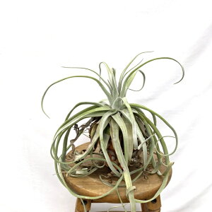 (i) `WA XgvgtB (No.22064) (GA[vc eBWA ϗtA  Ǌ| CeA ~j ^ ^ ݂艺  streptophylla)