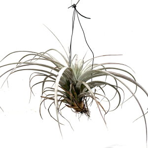 (i) `WA TJplVX (No.21931) (GA[vc eBWA ϗtA  Ǌ| CeA ~j ^ ^ ݂艺  zacapanensis)