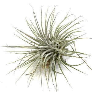 (i) `WA CIi^ '[ui' (No.21980) (GA[vc eBWA ϗtA  Ǌ| CeA ~j ^ ݂艺  ionantha 'Zebrina')