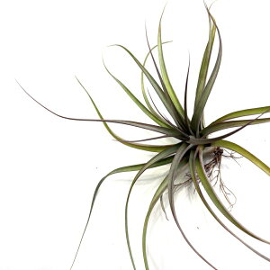 (i) `WA z(RR[ × Js^[^ 'u' bhtH[) (No.22027) (GA[vc eBWA ϗtA  Ǌ| CeA ~j ^ ݂艺  hybrid 