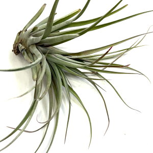 (i) `WA z(Js^[^ '[u' × LZOtBJ) (No.22264) (GA[vc eBWA ϗtA  Ǌ| CeA ~j ^ ^ ݂艺  hybrid capitata 'M