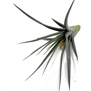 (i) `WA z(AL^G × hDeB) (No.21767) (GA[vc eBWA ϗtA  Ǌ| CeA ~j ^ ^ ݂艺  hybrid arequitae × duratii)