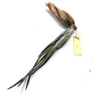 (i) `WA XutF (No.22238) (GA[vc eBWA ϗtA  Ǌ| CeA ~j ^ ݂艺  subulifera)