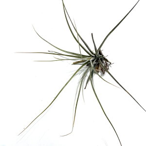 (i) `WA z (WZA × V[fBAi) (No.22077) (GA[vc eBWA ϗtA  Ǌ| CeA ~j ^ ݂艺  hybrid juncea × schiediana)