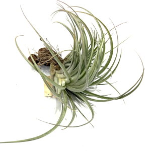 (i) `WA z(hD '[WtH[' × fBIiX) (No.22007) (GA[vc eBWA ϗtA  Ǌ| CeA ~j ^ ^ ݂艺  hybrid dura 