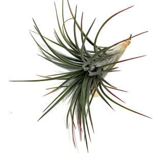 (i) `WA 'jhDX' (No.21400) (GA[vc eBWA ϗtA  Ǌ| CeA ~j ^ ݂艺  Rz t@VN[^ × CIi^ hybrid fasciculata 