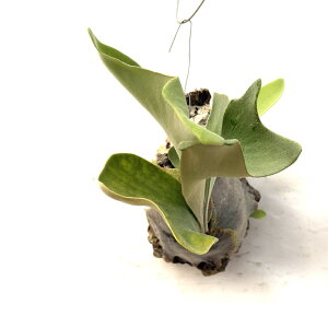 (i) rJNV_ fE[g #9' spore (pup) (No.41145) (RE ϗtA  CeA ݂艺 Ǌ| ~j ^  woot)