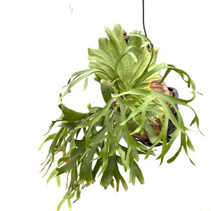 (i) rJNV_ 'Lb`N[h' (No.41099) (RE ϗtA  CeA ݂艺 Ǌ|  z hybrid LVN hR LbVN[h hC RiE Platyce